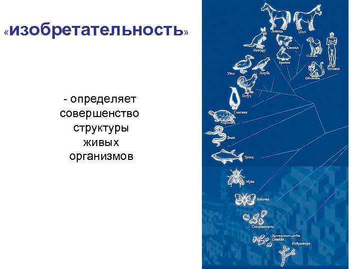  « изобретательность» - определяет совершенство структуры живых организмов 