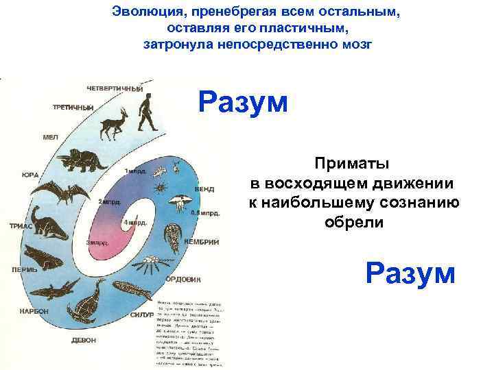 Эволюция, пренебрегая всем остальным, оставляя его пластичным, затронула непосредственно мозг Разум Приматы в восходящем