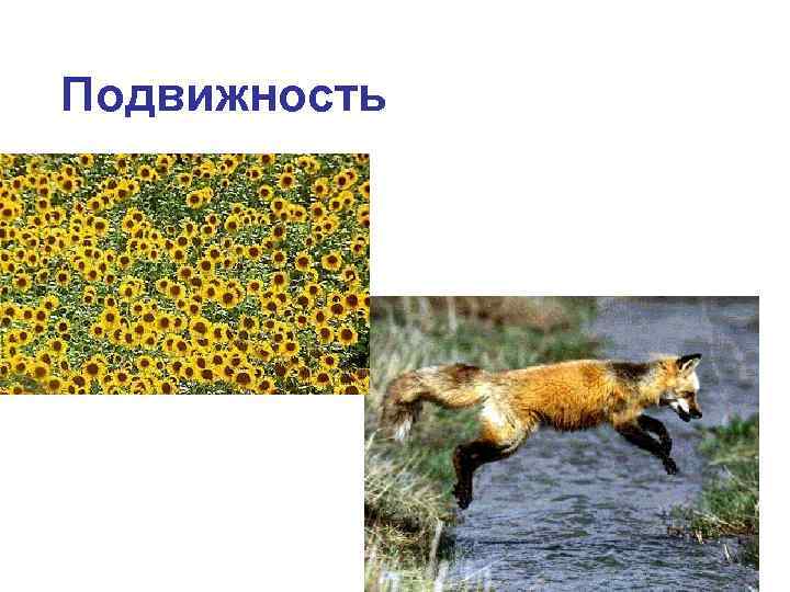 Подвижность 