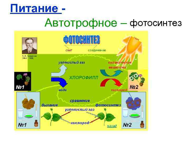 Питание - Автотрофное – фотосинтез 