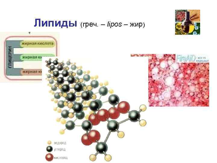 Липиды (греч. – lipos – жир) 