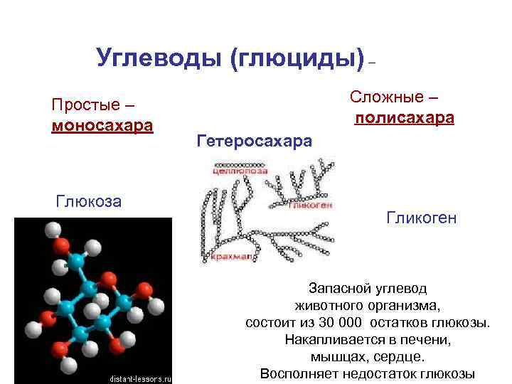 Углеводы (глюциды) – Простые – моносахара Глюкоза Сложные – полисахара Гетеросахара Гликоген Запасной углевод