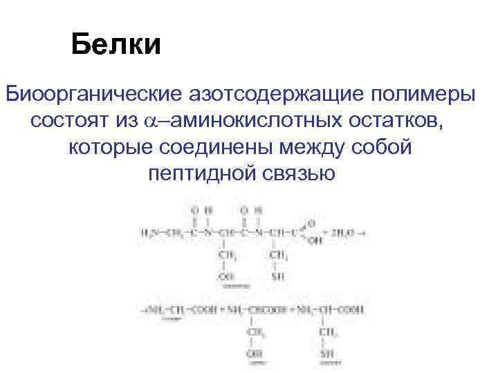 Белки Биоорганические азотсодержащие полимеры состоят из –аминокислотных остатков, которые соединены между собой пептидной связью