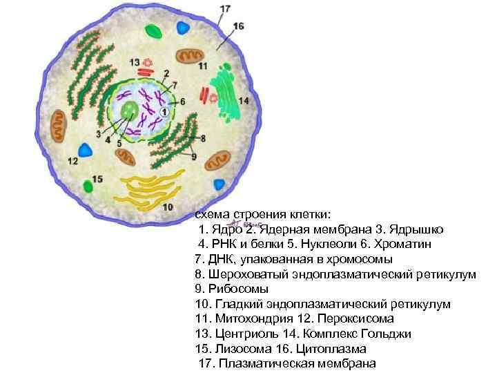 схема строения клетки: 1. Ядро 2. Ядерная мембрана 3. Ядрышко 4. РНК и белки