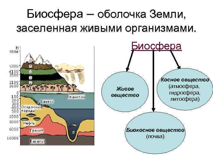 Биосфера – оболочка Земли, заселенная живыми организмами. Биосфера Живое вещество Косное вещество (атмосфера, гидросфера,