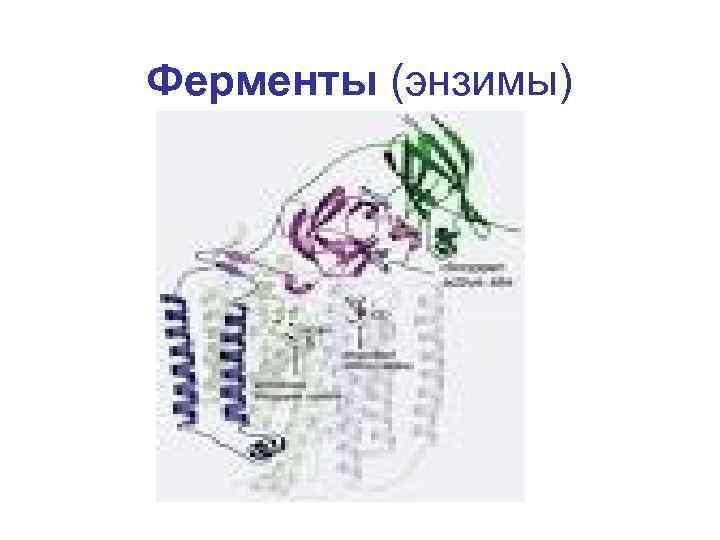 Ферменты (энзимы) 