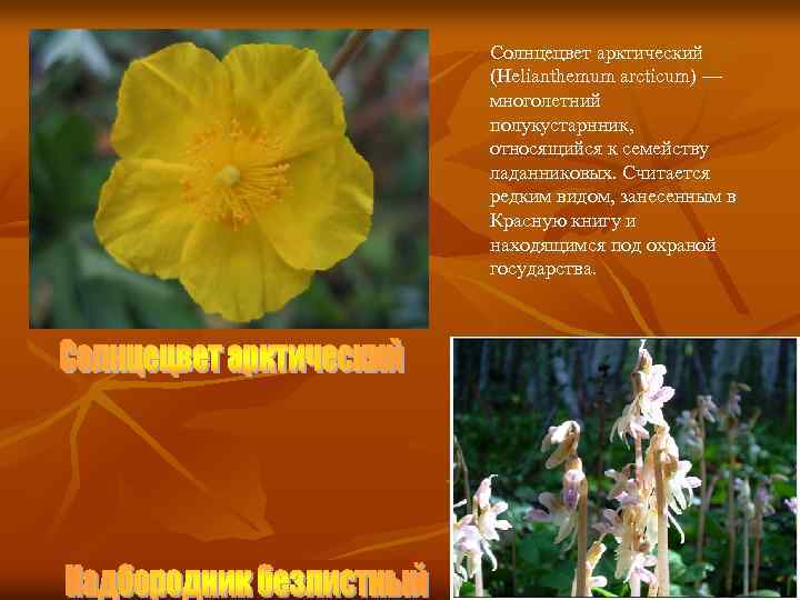 Солнцецвет арктический (Helianthemum arcticum) — многолетний полукустарнник, относящийся к семейству ладанниковых. Считается редким видом,