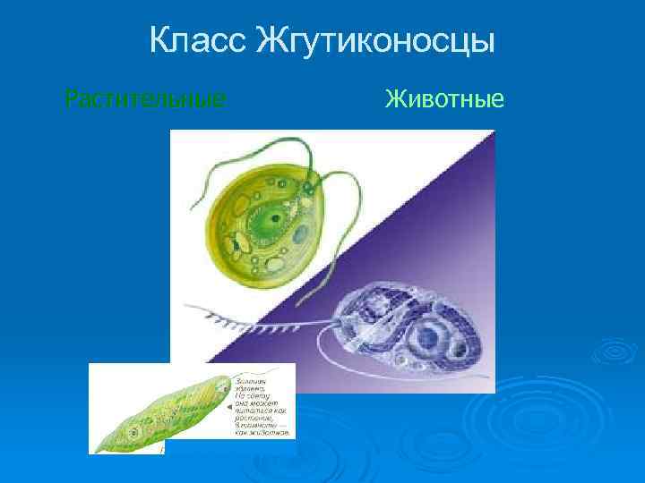 Класс Жгутиконосцы Растительные Животные 