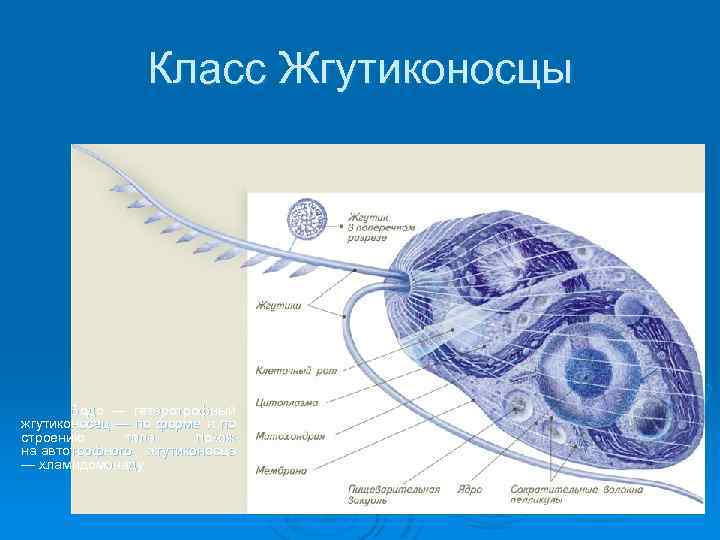 Класс Жгутиконосцы Бодо — гетеротрофный жгутиконосец — по форме и по строению тела похож