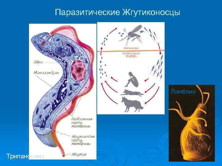 Паразитические Жгутиконосцы Лямблия Трипаносома 