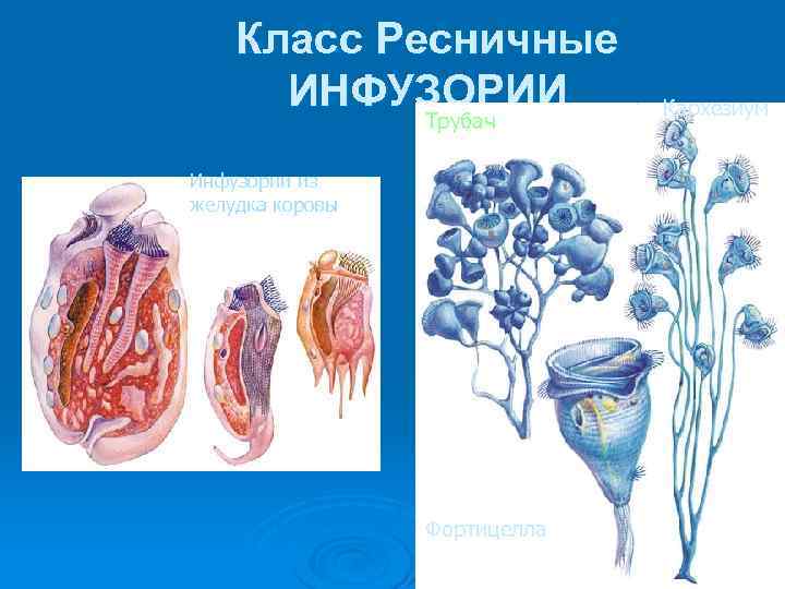 Класс Ресничные ИНФУЗОРИИ Трубач Инфузории из желудка коровы Фортицелла Кархезиум 