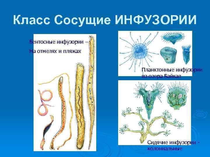 Класс Сосущие ИНФУЗОРИИ Бентосные инфузории – На отмелях и пляжах Планктонные инфузории из озера