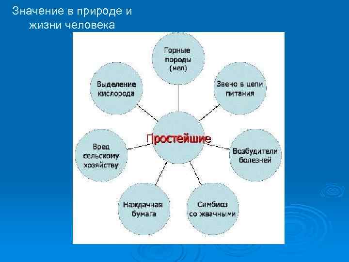 Значение в природе и жизни человека 