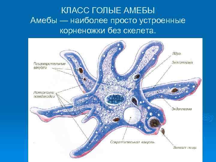 КЛАСС ГОЛЫЕ АМЕБЫ Амебы — наиболее просто устроенные корненожки без скелета. 