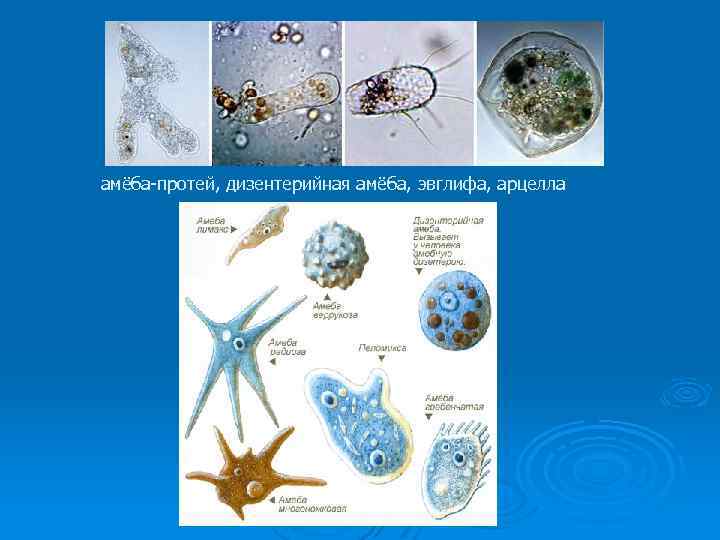 амёба-протей, дизентерийная амёба, эвглифа, арцелла 