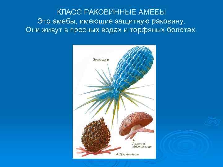 КЛАСС РАКОВИННЫЕ АМЕБЫ Это амебы, имеющие защитную раковину. Они живут в пресных водах и
