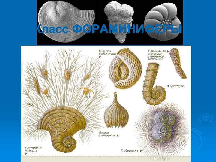 Класс ФОРАМИНИФЕРЫ 