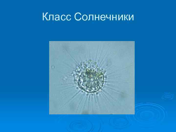 Класс Солнечники 