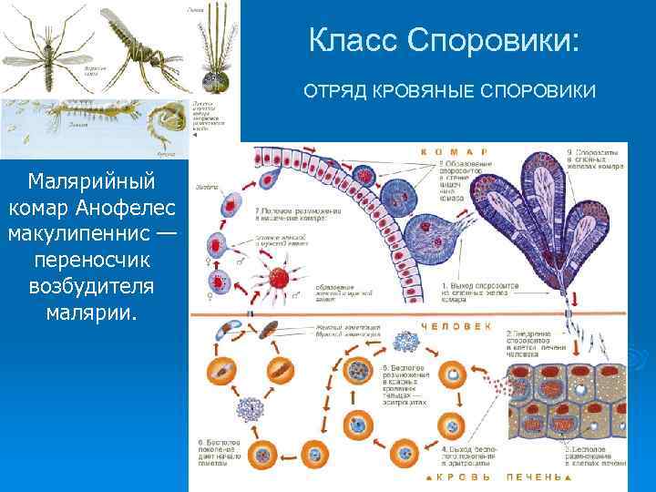 Класс Споровики: ОТРЯД КРОВЯНЫЕ СПОРОВИКИ Малярийный комар Анофелес макулипеннис — переносчик возбудителя малярии. 