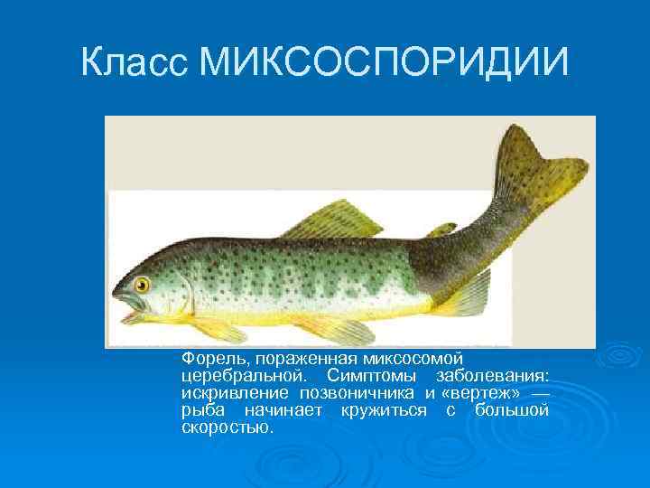 Класс МИКСОСПОРИДИИ Форель, пораженная миксосомой церебральной. Симптомы заболевания: искривление позвоничника и «вертеж» — рыба