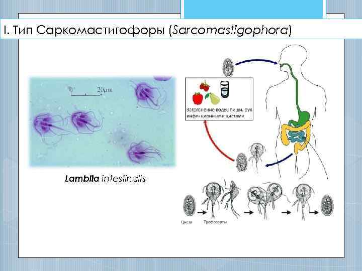I. Тип Саркомастигофоры (Sarcomastigophora) Lamblia intestinalis 