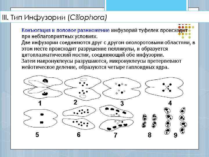 III. Тип Инфузории (Ciliophora) 