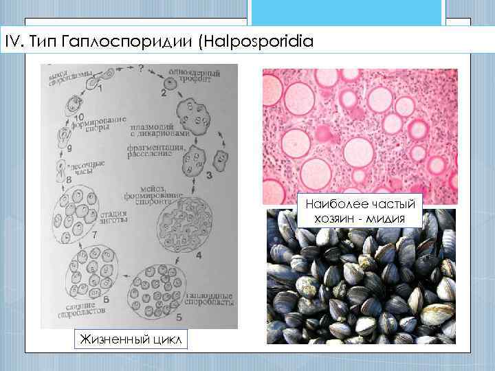 IV. Тип Гаплоспоридии (Halposporidia Наиболее частый хозяин - мидия Жизненный цикл 