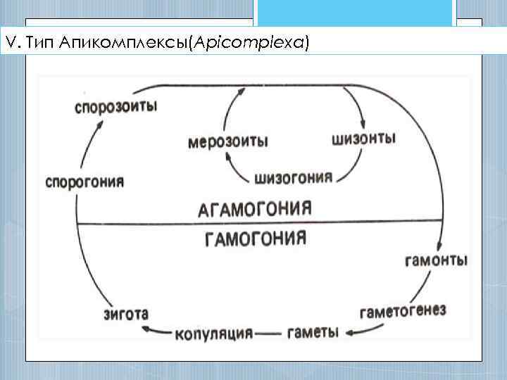 V. Тип Апикомплексы(Apicomplexa) 