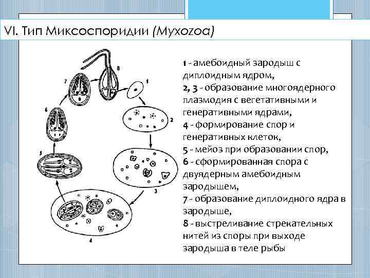 VI. Тип Миксоспоридии (Myxozoa) 1 - амебоидный зародыш с диплоидным ядром, 2, 3 -