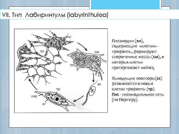 VII. Тип Лабиринтулы (labyrinthulea) Плазмодии (пл), содержащие «клетки» трофонты, формируют спорогенные массы (см), в