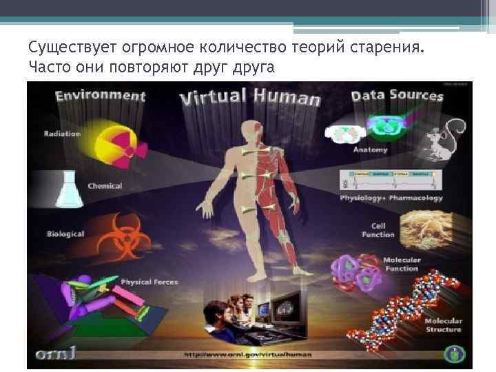 Существует огромное количество теорий старения. Часто они повторяют друга 