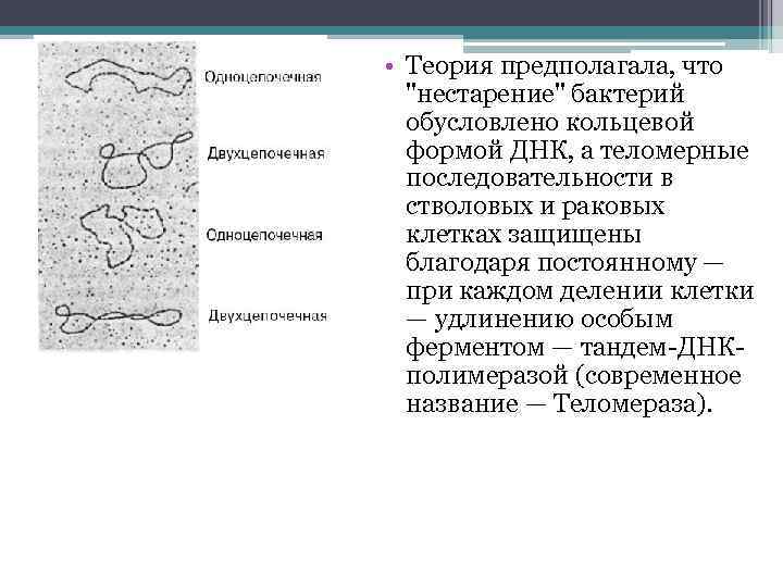  • Теория предполагала, что "нестарение" бактерий обусловлено кольцевой формой ДНК, а теломерные последовательности