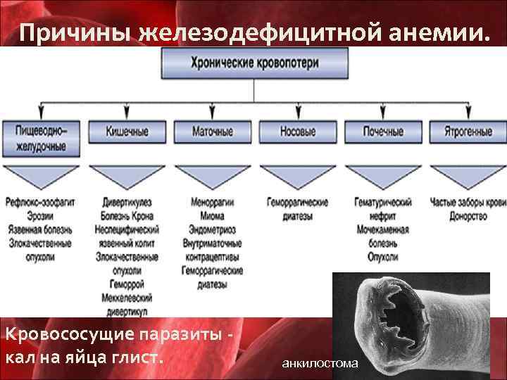 Причины железодефицитной анемии. Кровососущие паразиты кал на яйца глист. анкилостома 