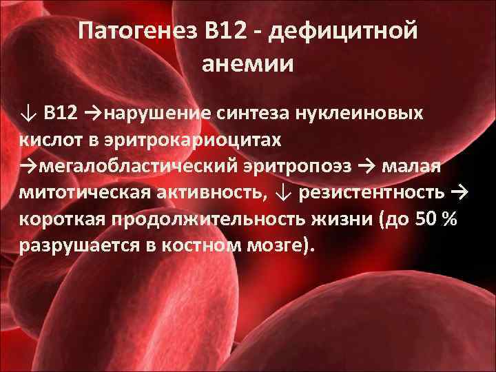 Патогенез В 12 - дефицитной анемии ↓ В 12 →нарушение синтеза нуклеиновых кислот в