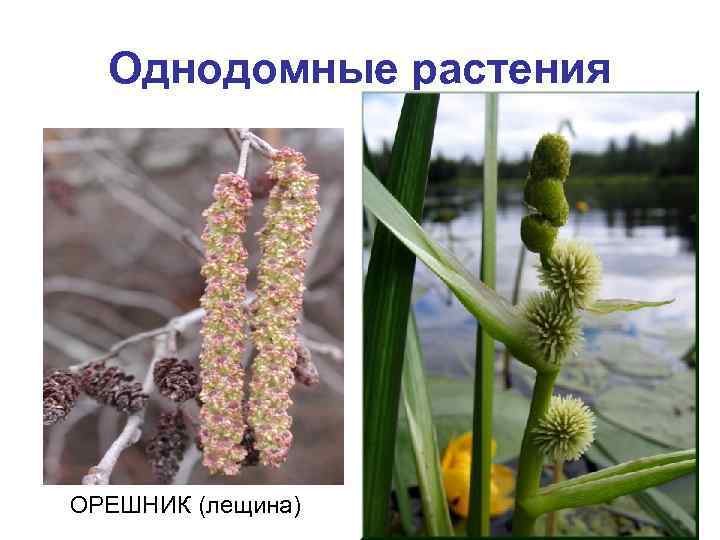 Однодомные растения ОРЕШНИК (лещина) 