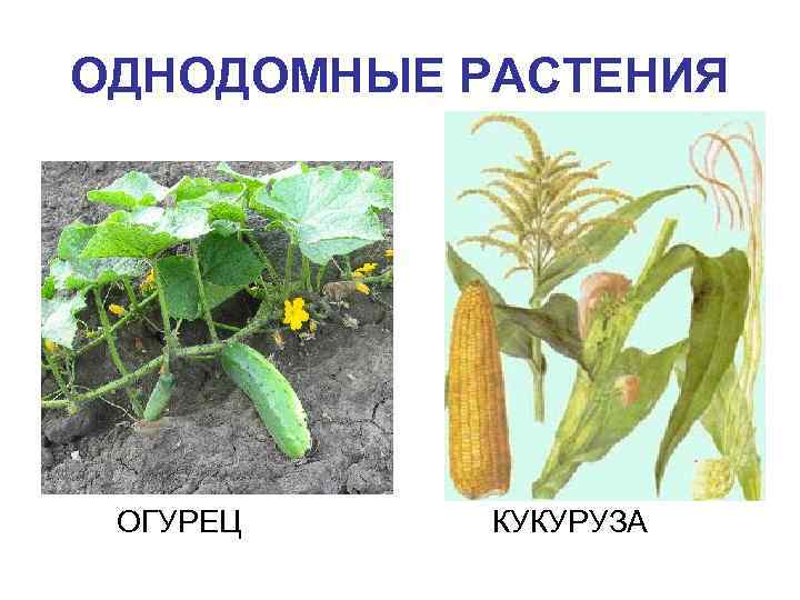 ОДНОДОМНЫЕ РАСТЕНИЯ ОГУРЕЦ КУКУРУЗА 