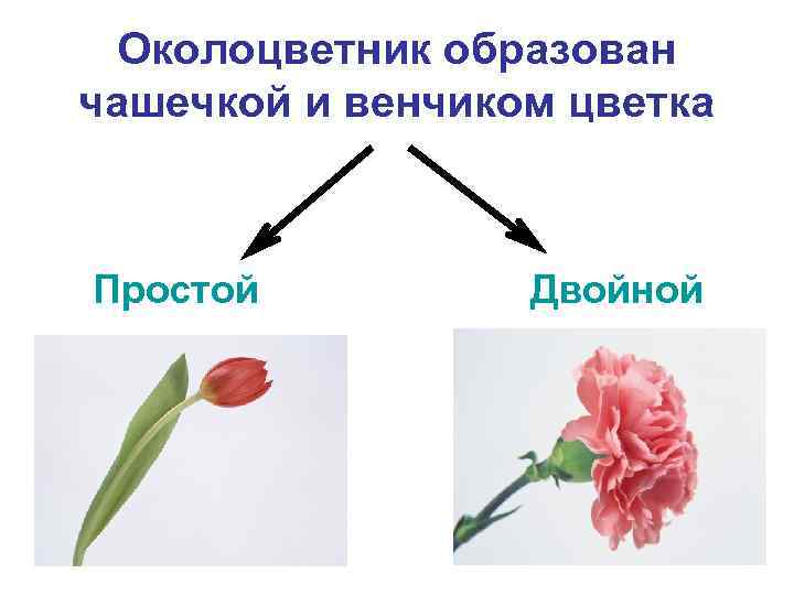 Околоцветник образован чашечкой и венчиком цветка Простой Двойной 