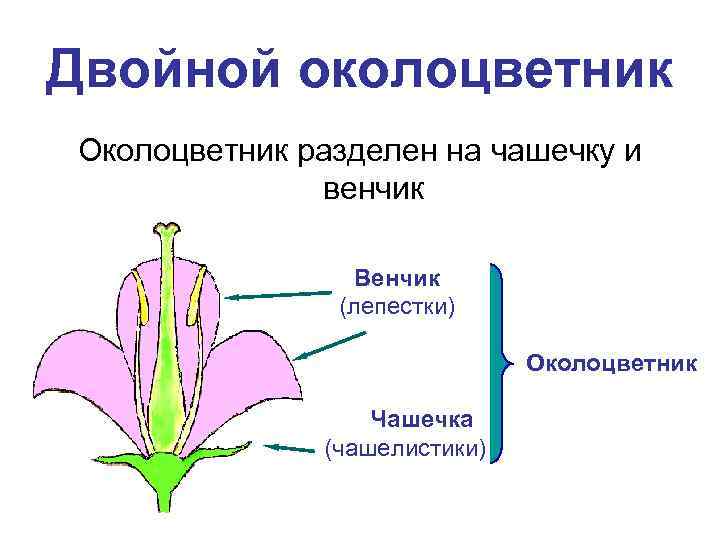 Двойной околоцветник Околоцветник разделен на чашечку и венчик Венчик (лепестки) Околоцветник Чашечка (чашелистики) 