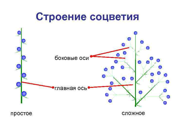 Строение соцветия боковые оси главная ось простое сложное 