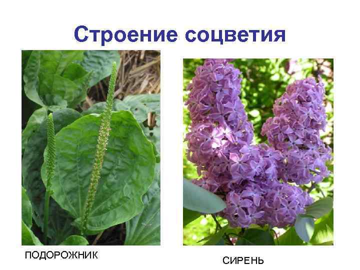 Строение соцветия ПОДОРОЖНИК СИРЕНЬ 