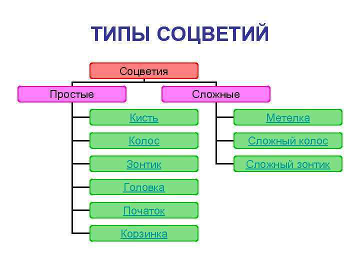 ТИПЫ СОЦВЕТИЙ Соцветия Простые Сложные Кисть Метелка Колос Сложный колос Зонтик Сложный зонтик Головка