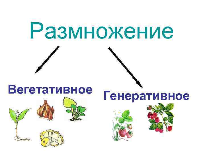 Размножение Вегетативное Генеративное 