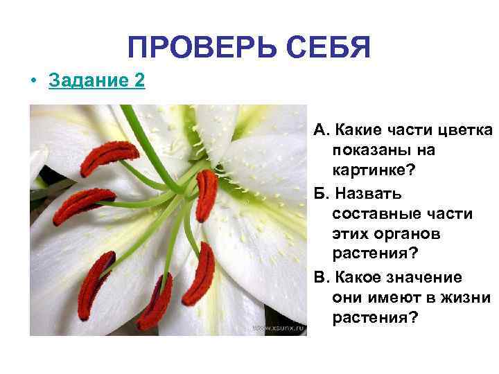 ПРОВЕРЬ СЕБЯ • Задание 2 А. Какие части цветка показаны на картинке? Б. Назвать