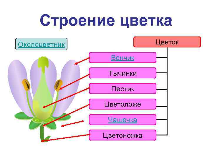 Строение цветка Цветок Околоцветник Венчик Тычинки Пестик Цветоложе Чашечка Цветоножка 