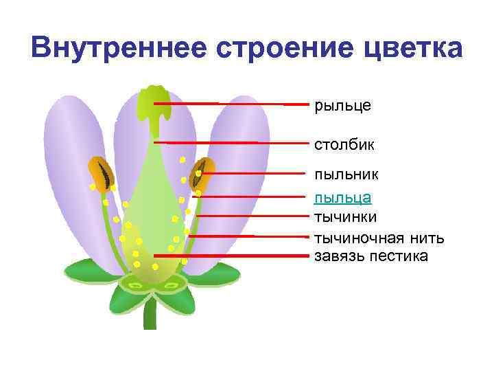 Внутреннее строение цветка рыльце столбик пыльник пыльца тычинки тычиночная нить завязь пестика 