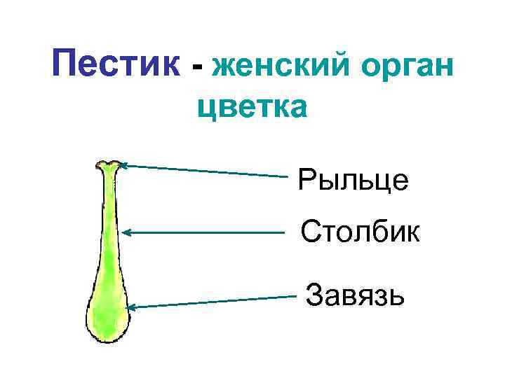 Пестик - женский орган цветка Рыльце Столбик Завязь 