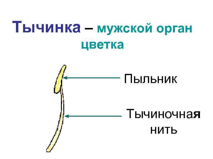 Тычинка – мужской орган цветка Пыльник Тычиночная нить 