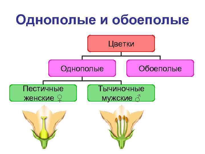 Однополые и обоеполые Цветки Однополые Пестичные женские ♀ Обоеполые Тычиночные мужские ♂ 