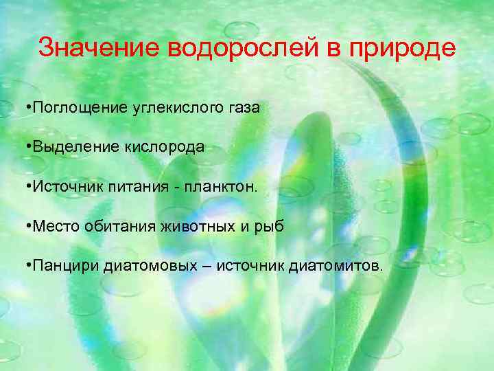 Значение водорослей в природе • Поглощение углекислого газа • Выделение кислорода • Источник питания
