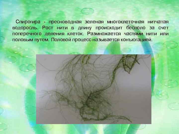  Спирогира - пресноводная зеленая многоклеточная нитчатая водоросль. Рост нити в длину происходит бесполо